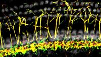 Peripheral nerve processes in cochlear hair cells of the mouse.